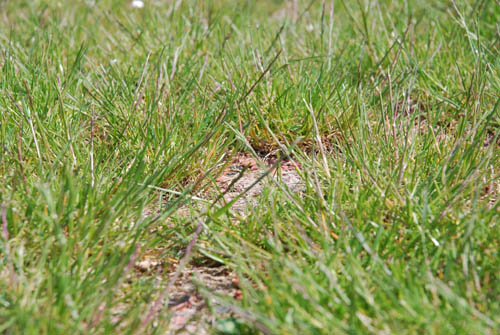 SchotterrasenDetail-01